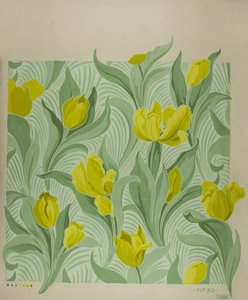 Tulipa