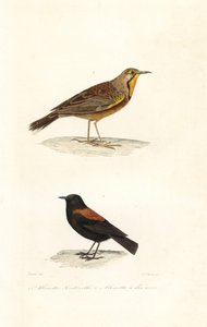 Cape longclaw ja patagonian negrito.