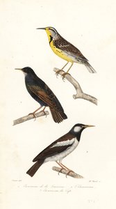 Itäinen niittykiuru, kottarainen ja pied myna.