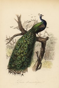 Intialainen riikinkukko, Pavo cristatus