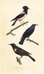 Ring ouzel, sininen kivirastas ja ruusuinen kottarainen.