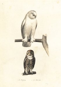 Lumipöllö ja pygmypöllö.