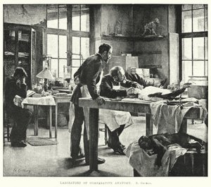 Vertailevan anatomian laboratorio (kaiverrus) tekijältä Edouard Gelhay