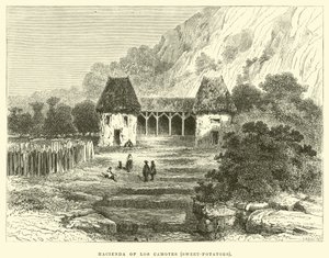 Hacienda of Los Camotes, makeat perunat tekijältä Edouard Riou