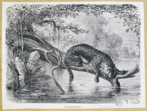 Jaguar katselemassa saalistaan puunrungolla veden yläpuolella - kaiverrus 1800-luvulta tekijältä Edouard Riou