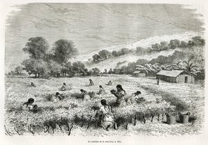 Coca-lehtien poimiminen Ituatan laaksossa, piirros E.Riou havainnollistamaan matkaa Titicacan alueella ja Ala-Perun itäosien laaksoissa, vuonna 1873 Paul Marcoy. Kaiverrus kirjassa Le tour du monde tekijältä Edouard Riou