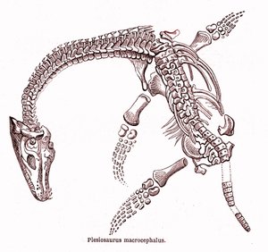 Plesiosaurus macrocephalus tekijältä Edouard Riou