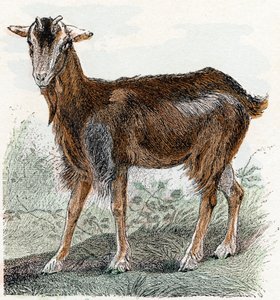 Vuohi- ”Aakkoset kuvaavat eläimiä” 1800-luku (kaiverrus)