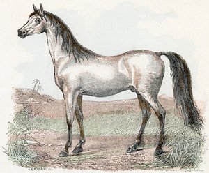 Hevonen- ”Aakkoset kuvaavat eläimiä” 1800-luku (kaiverrus)