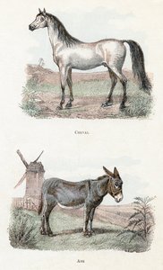 Hevonen ja aasi- ”Aakkoset kuvaavat eläimiä” 1800-luku (kaiverrus) tekijältä Edouard Travies