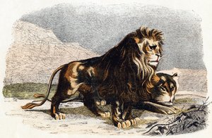Leijona ja leijona- ”Aakkoset kuvaavat eläimiä” 1800-luku (kaiverrus)