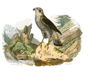 Natural History Board: Eläintietotaulu, joka edustaa petolintuja yöllä. Ympärillä. Lautanen on piirretty yhdeksästä lintuja käsittelevästä osasta "" Buffonin teokset"" on kirjoittanut luonnontieteilijä Georges Louis Leclerc, Buffonin kreivi tekijältä Edouard Travies