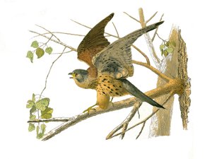 Natural History Board: Eläintietotaulu, joka edustaa petolintuja yöllä. krassi. Levy piirretty luonnontieteilijä Georges Louis Leclercin, Buffonin kreivin (1707-1788) yhdeksästä lintuja käsittelevästä osasta "" Buffonin teokset"" on kirjoittanut vuosina 17 tekijältä Edouard Travies