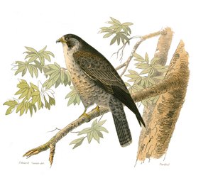 Natural History Board: Eläintietotaulu, joka edustaa petolintuja yöllä. Haukka. Lautanen on piirretty yhdeksästä lintuja käsittelevästä osasta "" Buffonin teokset"" on kirjoittanut luonnontieteilijä Georges Louis Leclerc, Buffonin kreivi