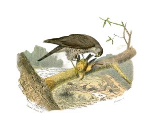 Natural History Board: Eläintietotaulu, joka edustaa petolintuja yöllä. Haukka. Levy piirretty yhdeksästä lintuja käsittelevästä osasta teoksessa "Buffonin teokset"", jonka on kirjoittanut luonnontieteilijä Georges Louis Leclerc, Buffonin kreivi (1707-1788 tekijältä Edouard Travies
