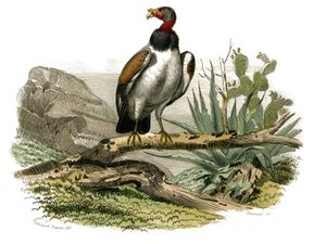 Natural History Board: Eläintietotaulu, joka edustaa petolintuja yöllä. Pieni korppikotka. Levy piirretty yhdeksästä lintuja käsittelevästä osasta teoksessa "Buffonin teokset"", jonka on kirjoittanut luonnontieteilijä Georges Louis Leclerc, Buffonin kreivi tekijältä Edouard Travies