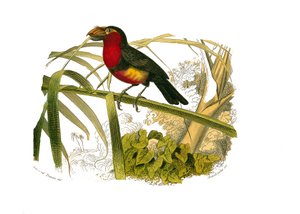 Natural History Board: Kiipeilijöitä edustava eläintieteellinen lautakunta. Barbakaani. Levy piirretty yhdeksästä lintuja käsittelevästä osasta "" Buffonin teokset"" kirjoittanut luonnontieteilijä Georges Louis Leclerc, Buffonin kreivi (1707-1788) vuosina  tekijältä Edouard Travies