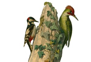 Natural History Board: Kiipeilijöitä edustava eläintieteellinen lautakunta. Epeikellä ja vihreällä tikalla on punainen pää (vihreä huippu). Lautanen on piirretty luonnontieteilijä Georges Louis Leclercin, kunnan "" Buffonin teokset valmiina"" yhdeksästä li