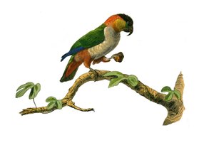 Natural History Board: Kiipeilijöitä edustava eläintieteellinen lautakunta. Maipouri. Lautanen on piirretty yhdeksästä lintuja käsittelevästä osasta "" Buffonin teokset"" on kirjoittanut luonnontieteilijä Georges Louis Leclerc, Buffonin kreivi tekijältä Edouard Travies