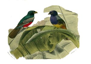 Natural History Board: Kiipeilijöitä edustava eläintieteellinen lautakunta. Punainen vatsa ja keltainen vatsa. Levy piirretty yhdeksästä lintuja käsittelevästä osasta "" Buffonin teokset valmiina""", jonka on kirjoittanut luonnontieteilijä Georges Louis Le tekijältä Edouard Travies