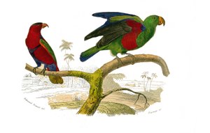 Natural History Board: Kiipeilijöitä edustava eläintieteellinen lautakunta. Kolmivärinen lori ja vihreä papukaija. Lauta, joka on piirretty luonnontieteilijä Georges Louis Leclercin, Buffonin kreivin (1707-1788) vedonlyönnin yhdeksästä lintuja käsitteleväs tekijältä Edouard Travies