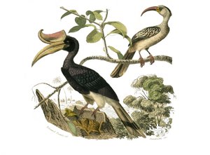 Natural History Board: Eläintutkimuslautakunta, joka edustaa syndactyl passeriinejä tekijältä Edouard Travies