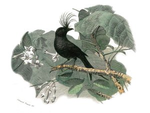Luonnonhistoriallinen lautanen: Eläintaulu, joka edustaa hampaisia sipuleita (ja echancre). Drongo. Lautanen on piirretty luonnontieteilijä Georges Louis Leclercin, Buffonin kreivin (1707-1788) yhdeksästä lintuja käsittelevästä osasta "" Buffonin teokset"" tekijältä Edouard Travies