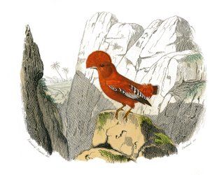 Luonnonhistoriallinen lautanen: Eläintaulu, joka edustaa hampaisia sipuleita (ja echancre). Kukko. Lautanen on piirretty luonnontieteilijä Georges Louis Leclercin, Buffonin kreivin (1707-1788) yhdeksästä lintuja käsittelevästä osasta "" Buffonin teokset" tekijältä Edouard Travies