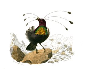 Luonnonhistoriallinen taulu: eläintieteellinen taulu, joka edustaa sipuleita (kartiomainen nokka). Sifiletti. Lautanen on piirretty luonnontieteilijä Georges Louis Leclercin, Buffonin kreivin (1707-1788) yhdeksästä lintuja käsittelevästä osasta "" Buffonin tekijältä Edouard Travies