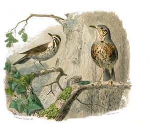 Luonnonhistoriallinen taulu: eläintieteellinen taulu, joka edustaa sipuleita (kartiomainen nokka). Kirottu ja valuu. Levy piirretty yhdeksästä lintuja käsittelevästä osasta teoksessa "Buffonin teokset"", jonka on kirjoittanut luonnontieteilijä Georges Loui tekijältä Edouard Travies