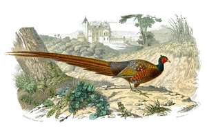 Luonnonhistoriallinen taulu: Eläintutkimustaulu, joka edustaa gallinassia: fasaani. Levy piirretty luonnontieteilijä Georges Louis Leclercin, Buffonin kreivi (1707-1788) vuosina 1749-1785 kirjoittaman "" Buffonin teokset"" yhdeksän lintuja käsittelevästä o