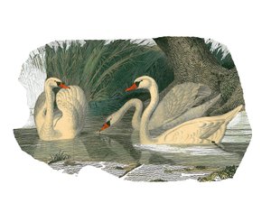 Luonnonhistoriallinen taulu: Eläintietotaulu, joka edustaa lamellirostroisia palmijalkaisia tekijältä Edouard Travies