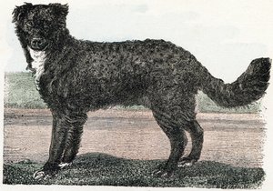 Newfoundland, Newfoundland - ”Aakkoset kuvaa eläimiä” 1800-luku (kaiverrus) tekijältä Edouard Travies