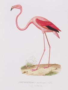 Phenicopterus americanus (Flamenco) (sic) kaiverrus Fournier, pub. kirjoittanut Bougeard tekijältä Edouard Travies