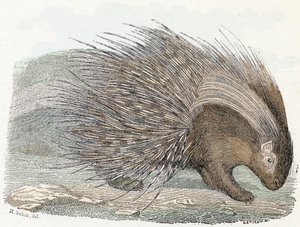 Sianlihaeepos (porc-epic) - ”Aakkoset kuvaa eläimiä” 1800-luku (kaiverrus)