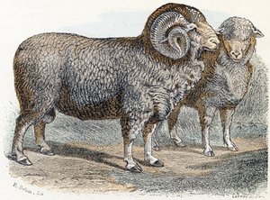 Lampaat- ”Aakkoset kuvaavat eläimiä” 1800-luku (kaiverrus)