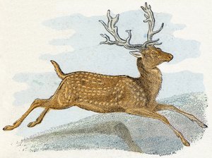 Mokka- ”Aakkoset kuvaa eläimiä” 1800-luku (kaiverrus)