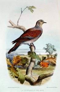 Turtle Dove (väri litho) tekijältä Edouard Travies