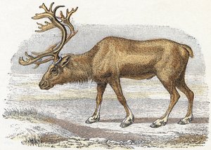 Xandarus - “Alfabeto ilustra animais” século XIX (gravura) finlandês