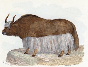 Yack (jakki) - "Aakkoset kuvaavat eläimiä" 1800-luku (kaiverrus)
