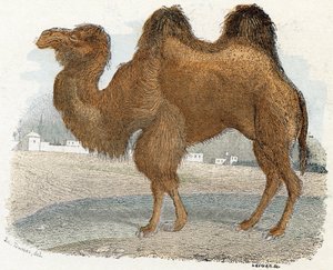 julkaisusta "Animals Illustrated Alphabet"