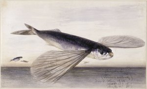 Kalatutkimukset (lentokala) tekijältä Eduard Hildebrandt