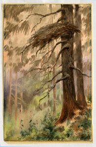 Goshawks pesä, 1898-99 (wc paperilla) tekijältä Edward Adrian Wilson
