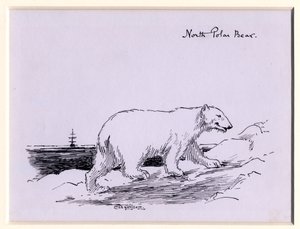 Jääkarhu, n. 1905 (muste paperille)