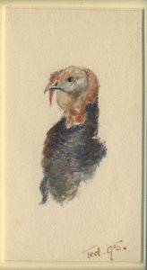 Kalkkunatutkimus, 1895 (wc paperilla) tekijältä Edward Adrian Wilson