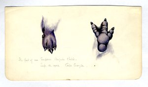 Kaksi tutkimusta keisaripingviinipojan jalasta, 1901-04 (wc paperilla) tekijältä Edward Adrian Wilson