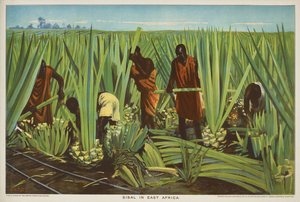 Sisal Itä-Afrikassa, sarjasta "Empire Trade is Growing"