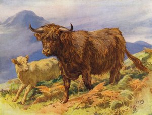 Ylämaan lehmä ja vasikka (väri litho)