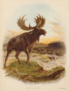 Turvassa viholliselta (värilitografia)