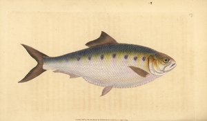 Allis shad, Alosa alosa (Shad, Clupea alosa). Käsinvärinen kuparilevy, jonka on piirtänyt ja kaivertanut Edward Donovan teoksestaan Natural History of British Fishes, Donovan and F.C. ja J. Rivington, Lontoo tekijältä Edward Donovan